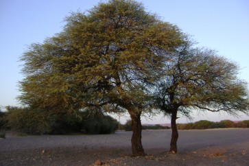 موريتانيا