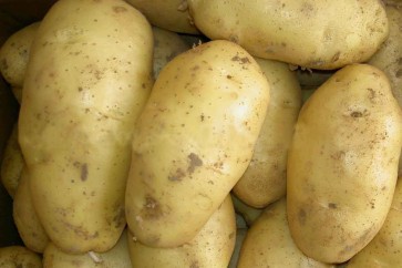 1465740579_FreshPotato