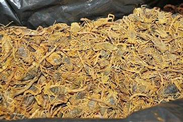 العقارب تغزو مطار الخرطوم