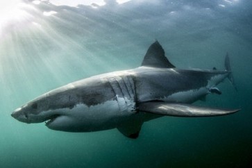 مهمة سرية للبحرية الأمريكية تجند أسماك القرش