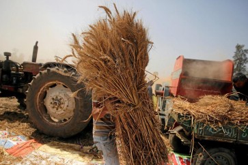 مصر وضعت مواصفات جديدة للقمح المستورد