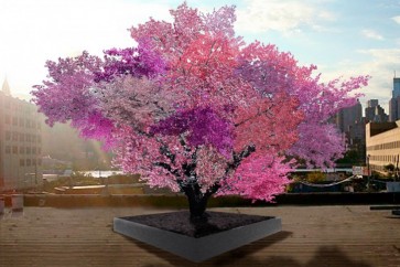 الشجرة السحرية: شجرة تنتج 40 صنف مختلف من الفواكه!
