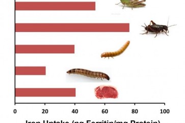 وجد البحث أن الحشرات يمكنها أن تملأ الفجوة الغذائية