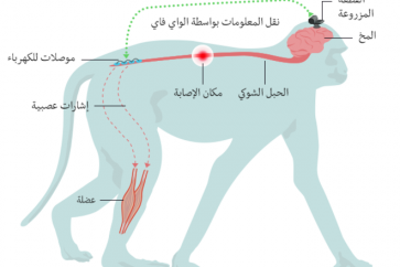 زرعت شريحة إلكترونية في الأجزاء المسؤولة عن الحركة في مخ القرد