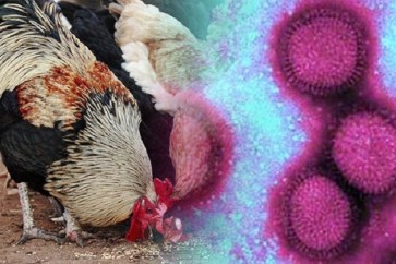 الدنمارك ترصد أول حالة لإنفلونزا الطيور