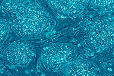 العلماء يجددون الخلايا الجذعية الجنينية