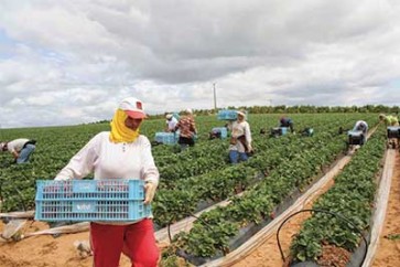 نمو اقتصاد المغرب 1.2 في المئة فقط بسبب تضرر الموسم الزراعي