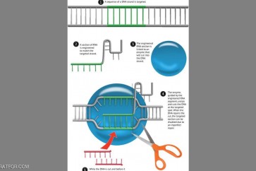 تسهم التقنية الجديدة في جعل التعديل الوراثي أسهل.