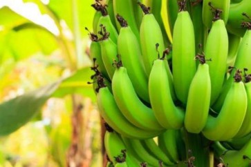 يتمتع الموز بالكثير من الفوائد والعناصر الغذائية المهمة لنمو الجسم بحسب الخبراء