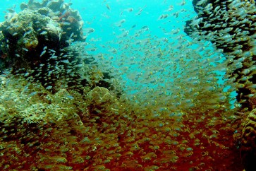 علماء يكتشفون شعابا مرجانية في البحر الأحمر مقاومة لتغير المناخ