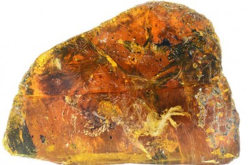 فرخ مجمد ضمن حجر العنبر عمره أكثر من 99 مليون سنة
