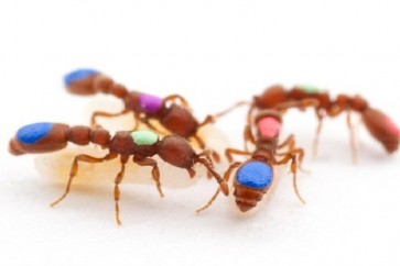 العلماء ينشؤون أول نمل معدل جينيا في العالم