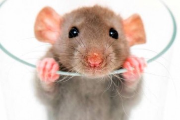 خلايا فئران تصنع جهاز كمبيوتر لكشف المتفجرات