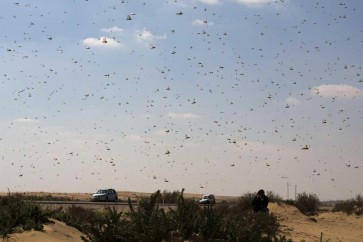 تراجع كبير في أنواع الحشرات أصاب العلماء بالقلق