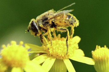 العلماء: انخفاض الحشرات يهدد الحياة على الأرض