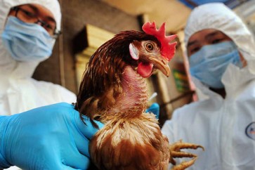 منظمة: روسيا تبلغ عن تفش لسلالة إتش5إن2 من إنفلونزا الطيور