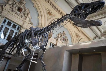 عرض هيكل عظمي لديناصور غامض للبيع في مزاد بباريس