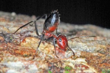 اكتشاف نوع جديد من النمل «المتفجر»