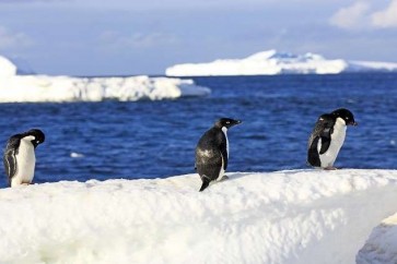 اكتشاف علامات اقتراب كارثة في القارة القطبية الجنوبية