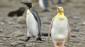 Penguin Assfar