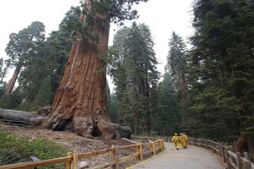 California Trees