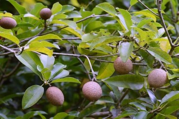 Cancer Disease Trees