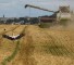 Wheat and Corn Price