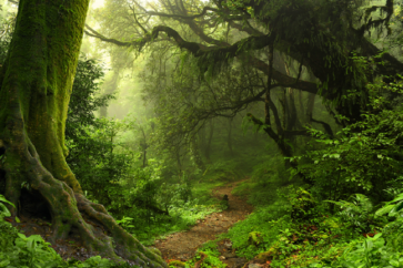 Forest China