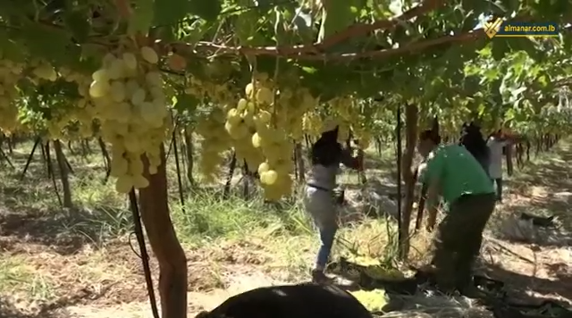 مزارعو العنب في لبنان يكثفون قطف محاصيلهم قبل وصول الشتاء