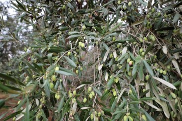 Olive Leaves