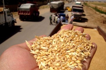 Wheat Iraq