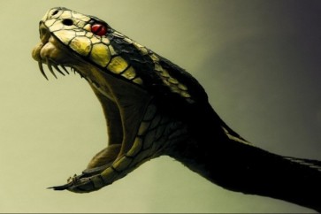 Snake India