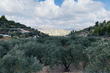 زيتون فلسطين